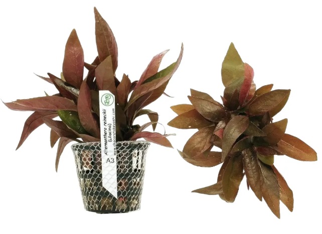 Alternanthera Reineckii (Lilacina)