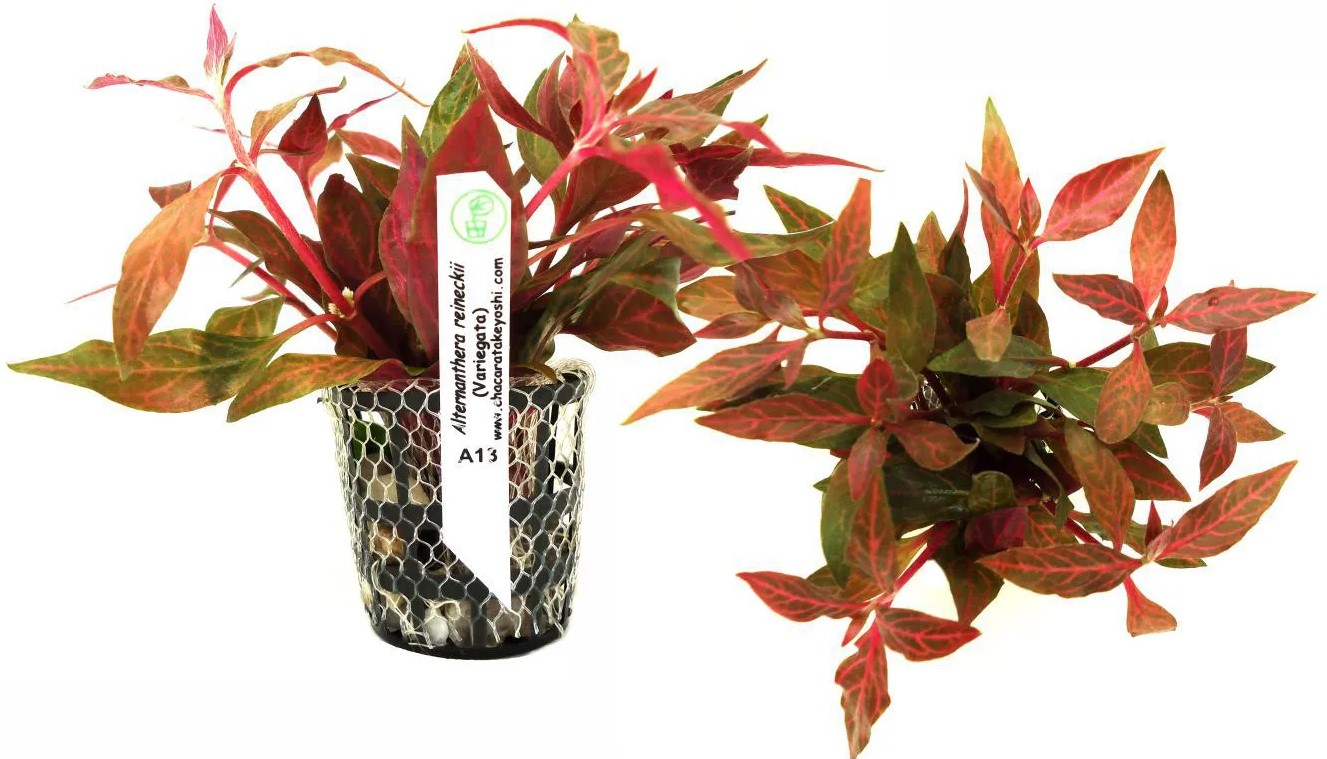Alternanthera Reineckii (Variegata)