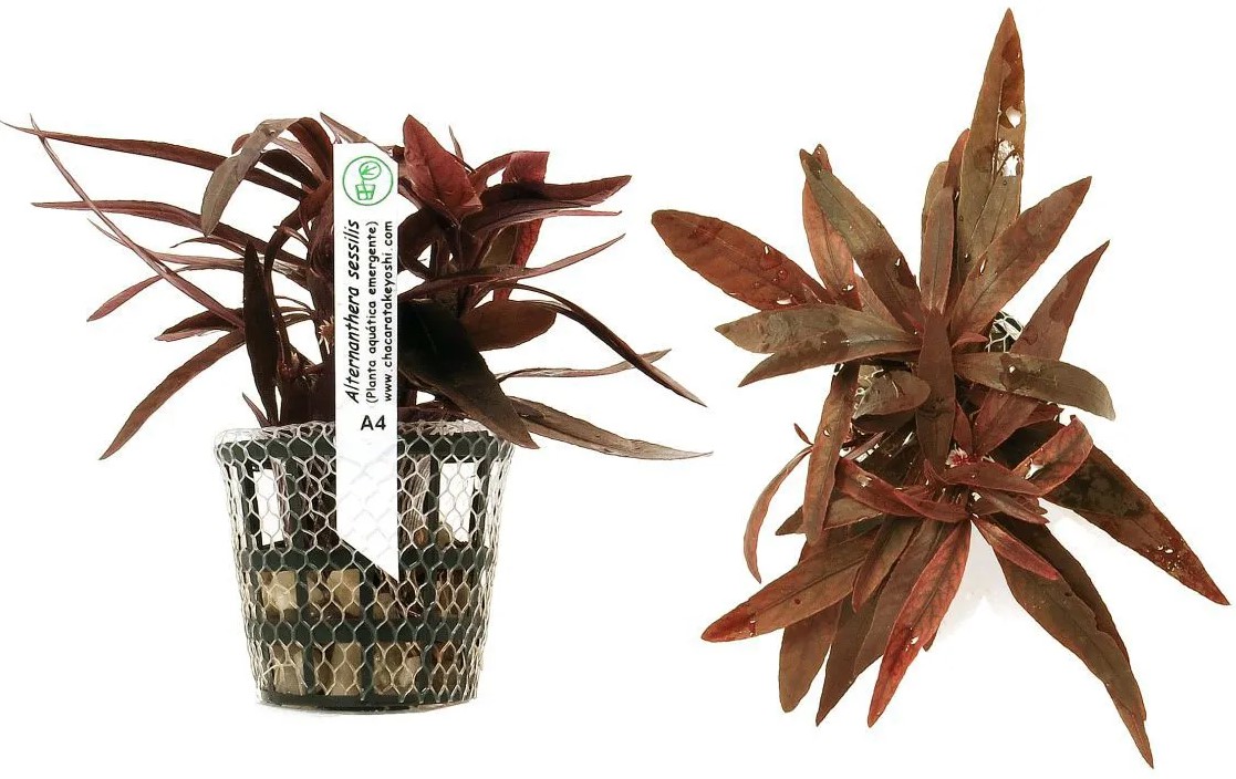 Alternanthera Sessilis (Emergente)