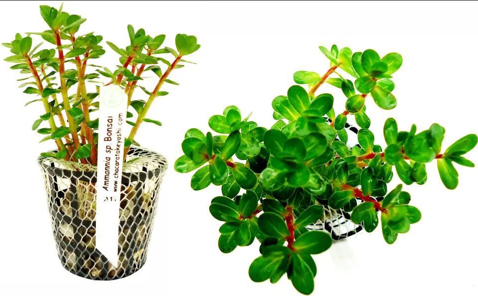 Ammannia sp. (Bonsai)