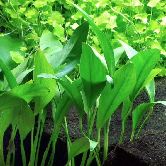Anubias Barteri (Angustifolia)