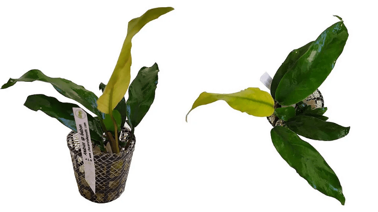 Anubias sp. (Gabon)