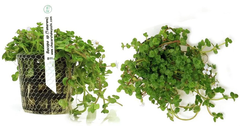 Bacopa sp. (Tamarana)