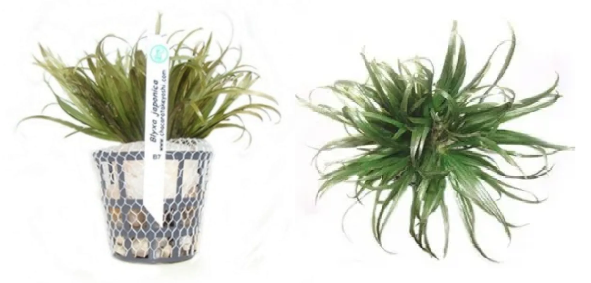 Blyxa Japonica