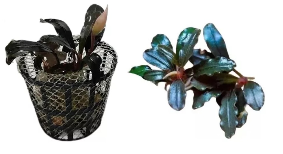Bucephalandra sp. (Neo Amanda)