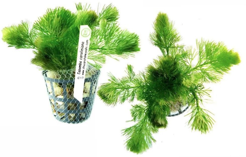 Cabomba Caroliniana
