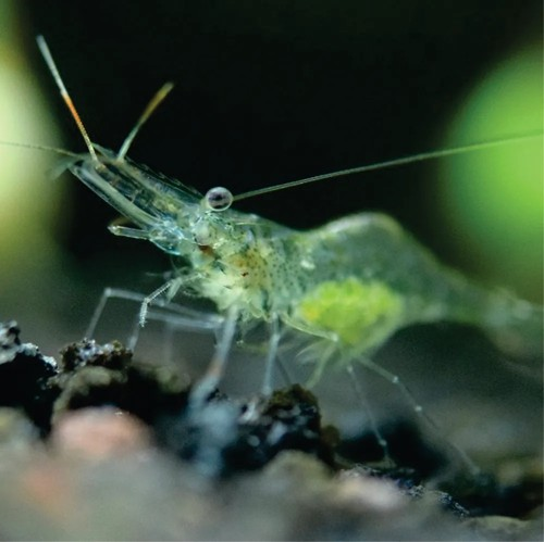 Camarão Fantasma (Macrobrachium Jelskii)