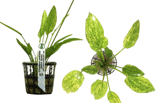 Echinodorus Cordifolius (Marble Queen) Chácara Takeyoshi