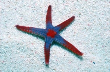 Estrela do Mar Telha (Fromia Monilis)