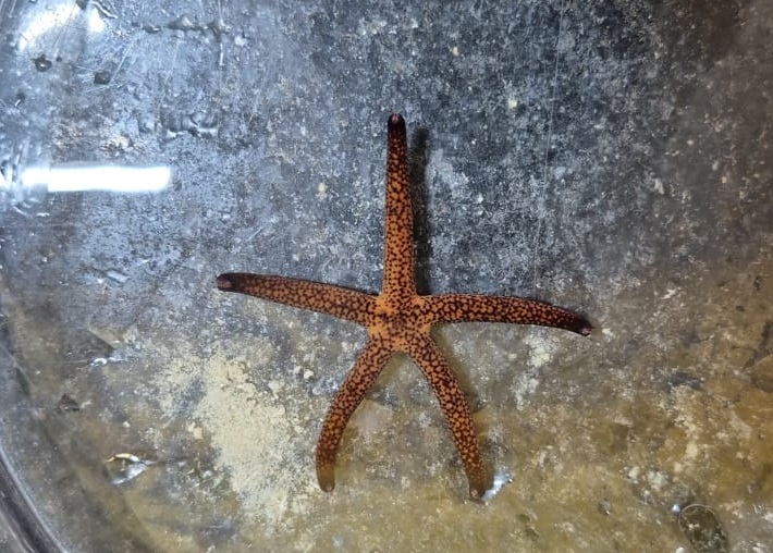 Estrela do Mar Vermelha Pintada (Linckia multifora)