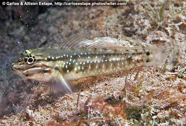 Goby De Areia (Coryphopterus Glaucofraenum)