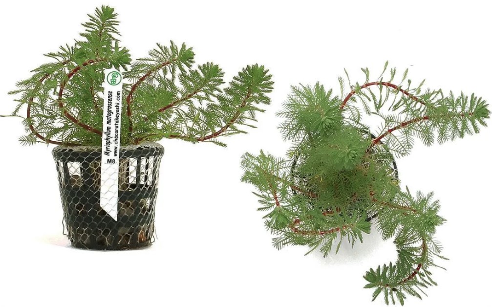 Myriophyllum Matogrossense