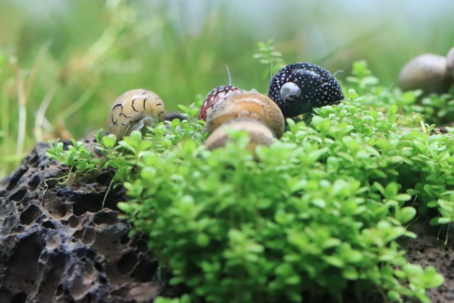 Neritina Concha Algueira (Neritina Virginea)
