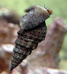 Nish Snail (Cerithium Atratum)