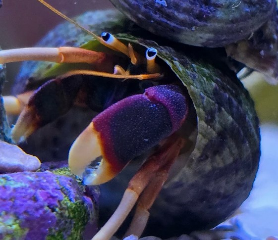 Paguro Pata Amarela (Clibanarius Sclopeaius)