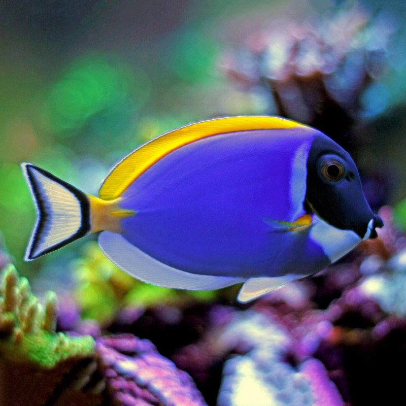 Peixe Acanthurus Leucosternon (Powder Blue)