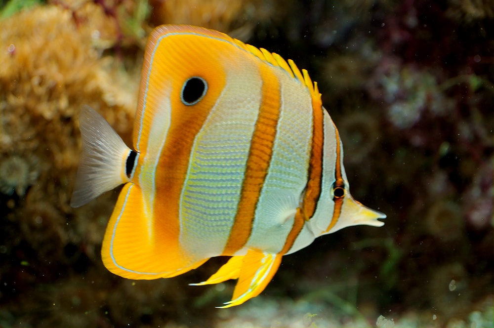 Peixe Copperband Butterfly (Chelmon Rostratus)