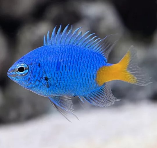 Peixe Damsel Yellow Tail (Chrysiptera Parasema)
