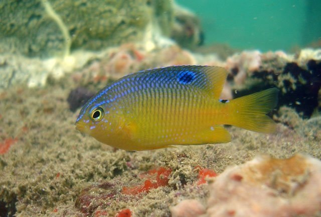 Peixe Donzela Amarela (Stegaster Variabilis)