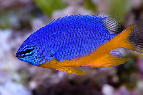 Peixe Donzela Kupang (Chrysiptera Hemicyanea)