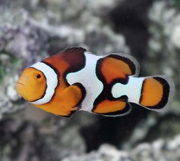 Peixe Ocellaris Percula (Picasso)
