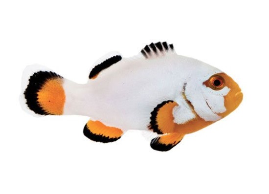 Peixe Ocellaris Percula (Platinum)