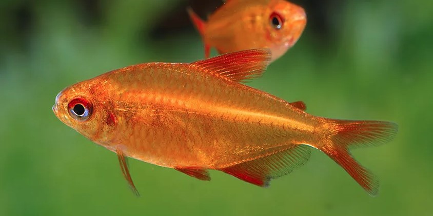 Peixe Tetra Red Cherry