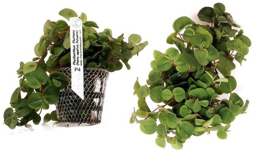 Phyllanthus Fluitans (Flutuante)