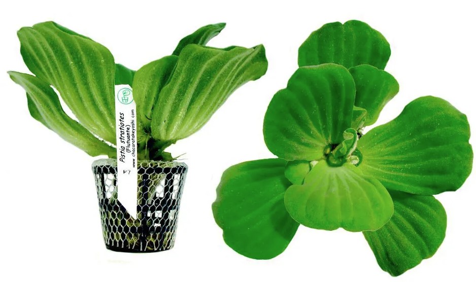 Pistia Stratiotes (Alface D'agua Flutuante)