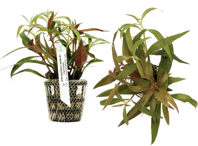 Planta Natural Alternanthera Reineckii (Splendida) Chácara Takeyoshi