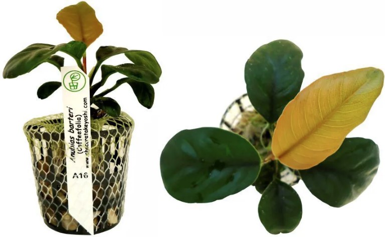 Planta Natural Anubias Barteri (Coffeefolia) Chácara Takeioshi
