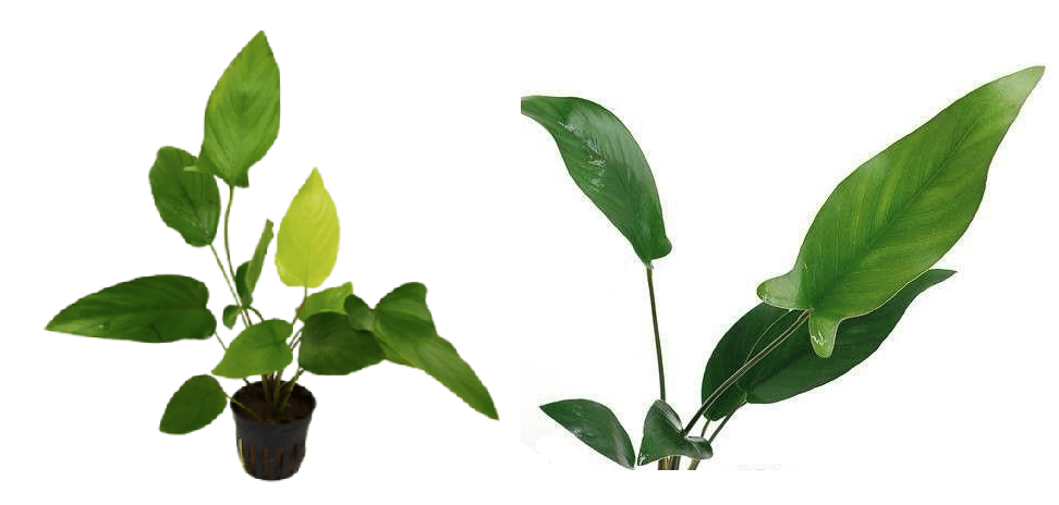 Planta Natural Anubias Barteri (Hastifolia) Chácara Takeyoshi