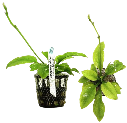 Planta Natural Echinodorus Bleheri Chácara Takeyoshi