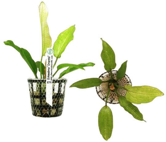 Planta Natural Echinodorus Oriental Chácara Takeyoshi