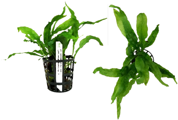 Planta Natural Microsorum (Wave Leaf) Chácara Takeyoshi