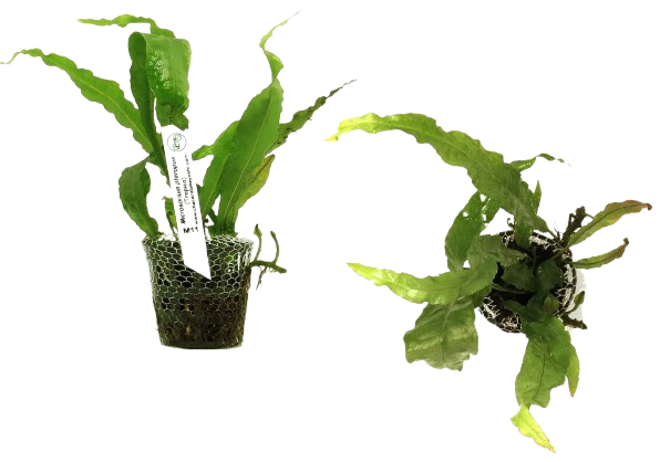 Planta Natural Microsorum Pteropus (Tropica) Chácara Takeyoshi