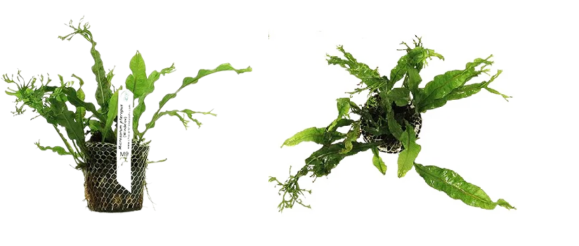 Planta Natural Microsorum Pteropus (Windelov) Chácara Takeyoshi