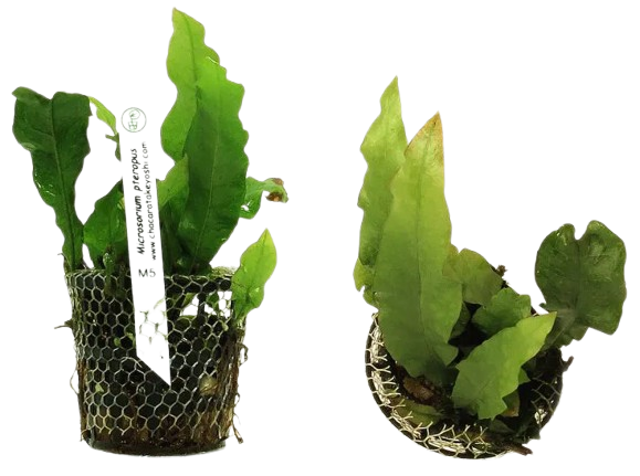 Planta Natural Microsorum Pteropus Chácara Takeyoshi