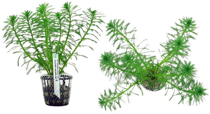 Planta Natural Myriophyllum Aquaticum Chácara Takeyoshi