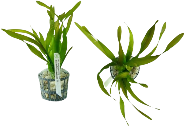 Planta Natural Vallisneria Gigantea Chácara Takeyoshi