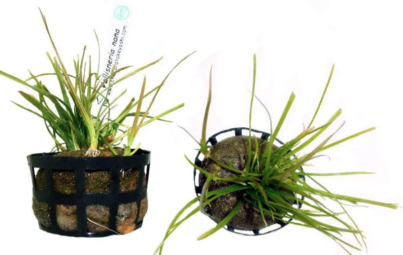 Planta Natural Vallisneria Nana Chácara Takeyoshi