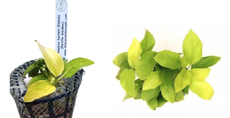 Planta Natural Anubias Barteri Nana (Petite Golden) Chácara Takeyoshi