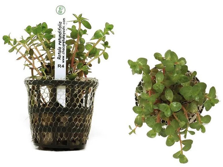 Rotala Rotundifolia