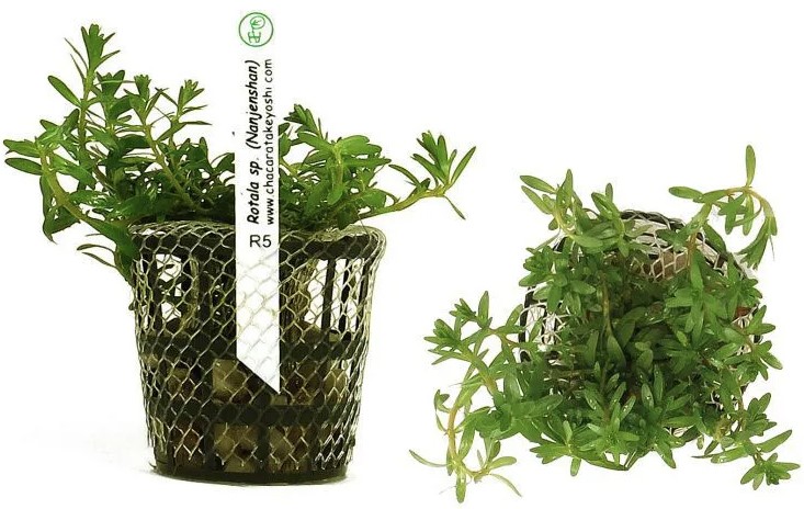 Rotala sp. (Nanjenshan)