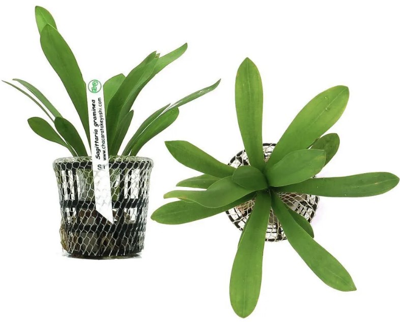 Sagittaria Graminea