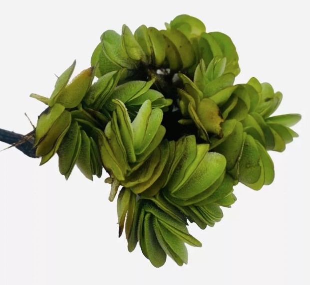 Salvinia (Biloba)