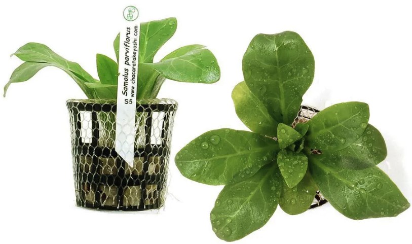 Samolus Parviflorus (Alfacinha)