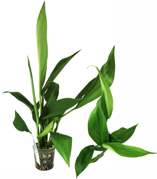 Scindapsus sp.