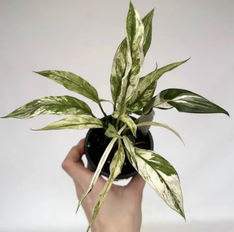 Spatiphilum Wallisii (Variegata)