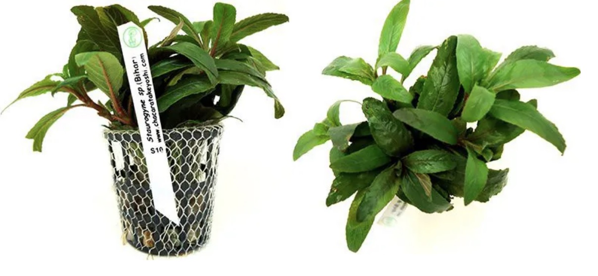 Staurogyne sp. (Bihar)